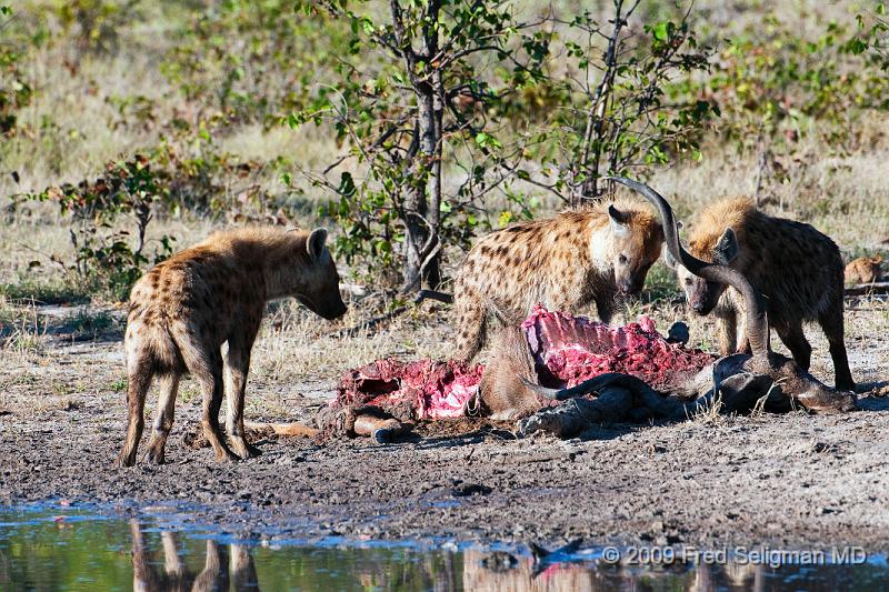 20090617_091337 D300 X1.jpg - Hyena Feeding Frenzy Part 1.  A group of 4-5 hyenas are feeding on a dead Kudu.  This set of about 12 photos are over a period of an hour, approximately 8-9 AM.  Whether the hyenas made the kill or not could not be established